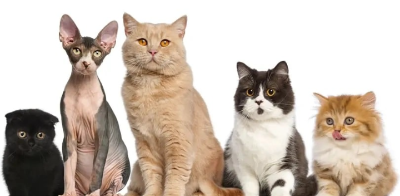 Smartest Cat Breeds of 2025